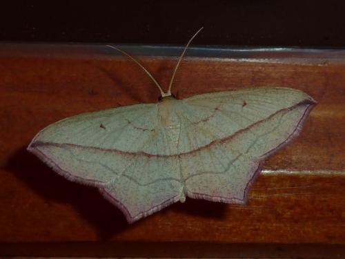 Réf. 245 362 : Timandra comae